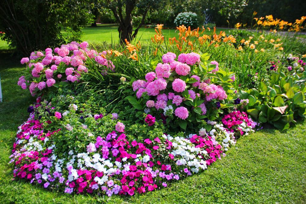 elegant flower bed with two lush blooming hydrangeas pink flower bed decorate the edges of small flowers white, purple, bright, there is a daylilies, green lawn on the background