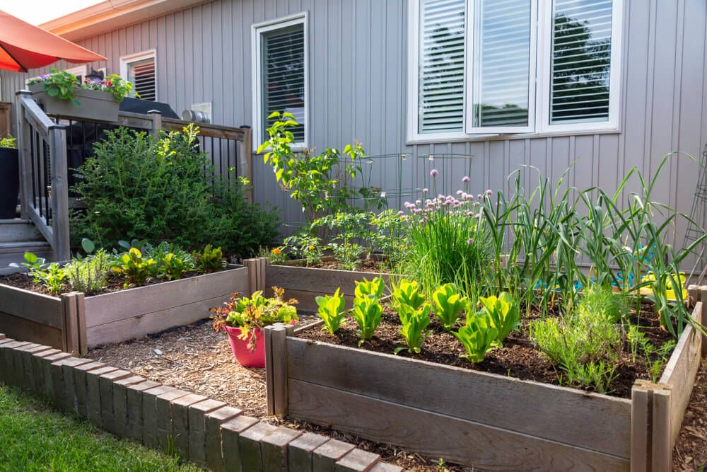 small urban backyard garden contains square raised planting beds for growing vegetables and herbs throughout the summer.