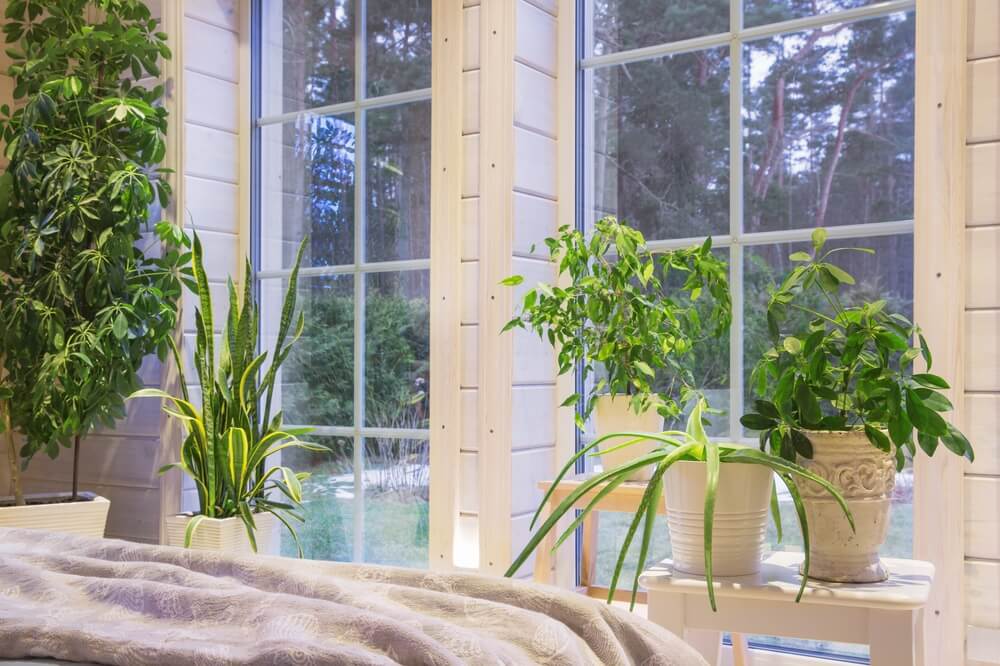 bring nature indoors with plants and natural ligth