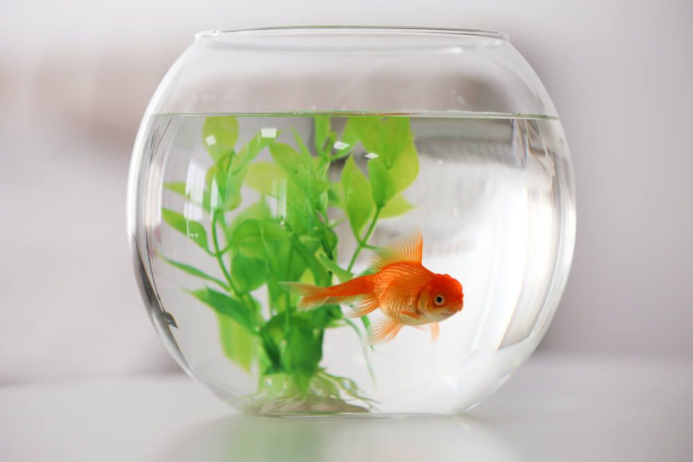 small fishbowl for your home