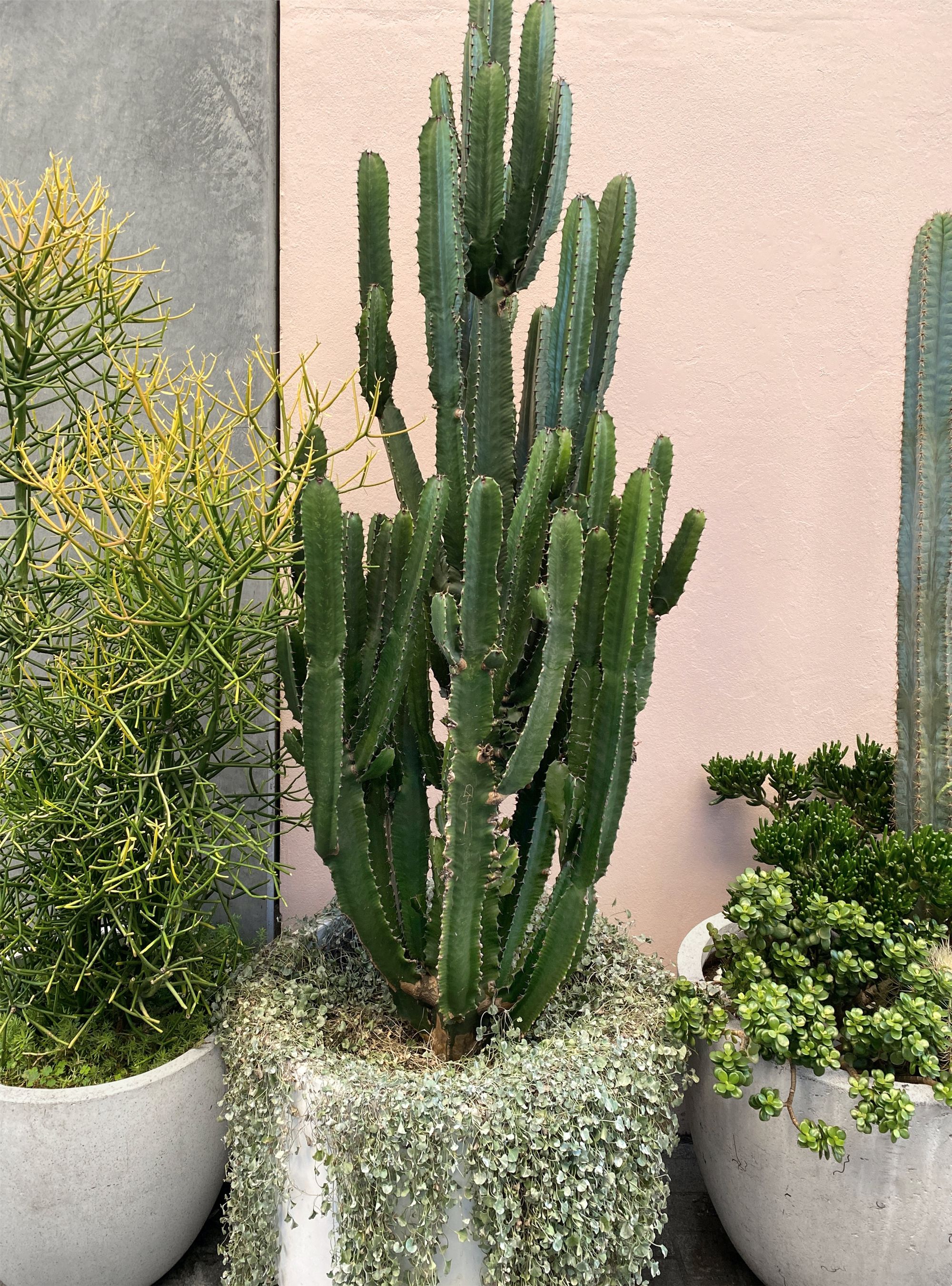 diseño de jardines pequeños con cactus
