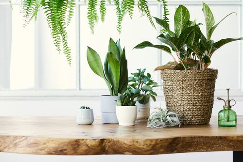 Plantes sur une table en bois