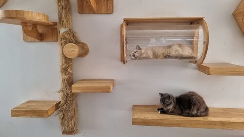 кошки спят на специальных деревянных полках для питомцев