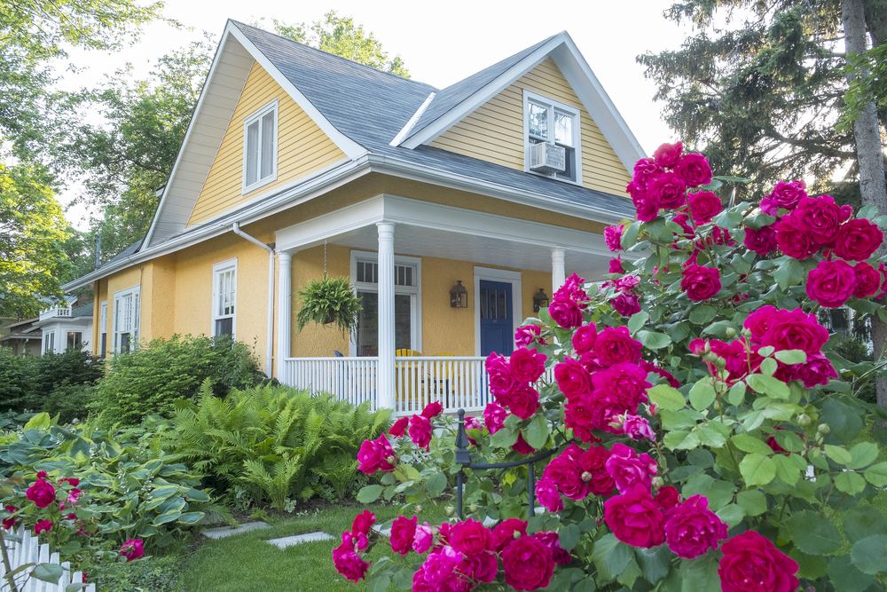 Soft yellow house with pink rosebushes 
