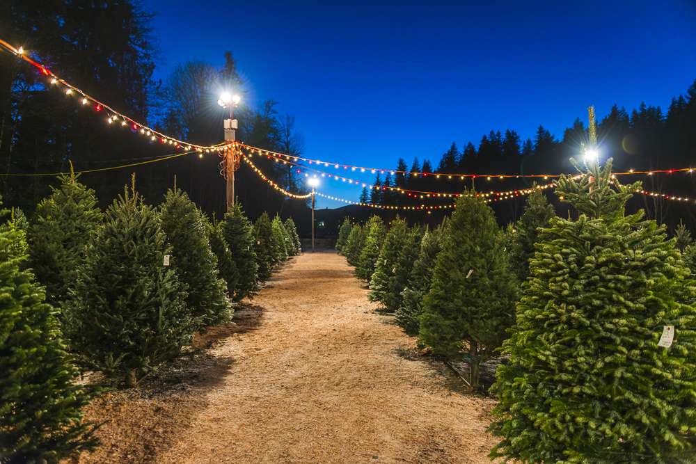 christmas tree sale at night