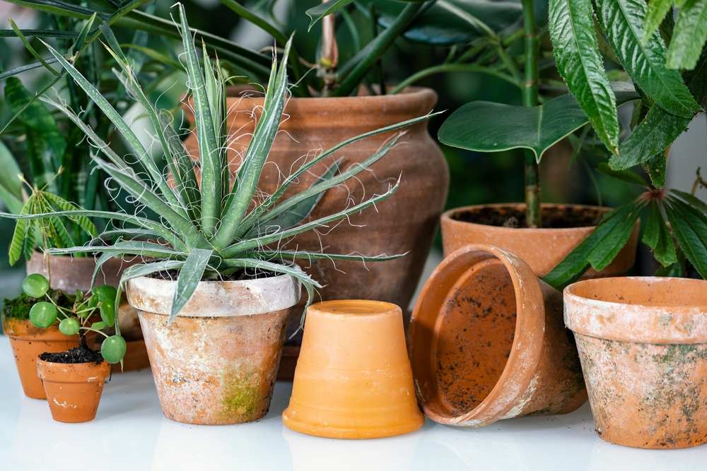 Terracotta flower pots. Plant pots in different shapes. 