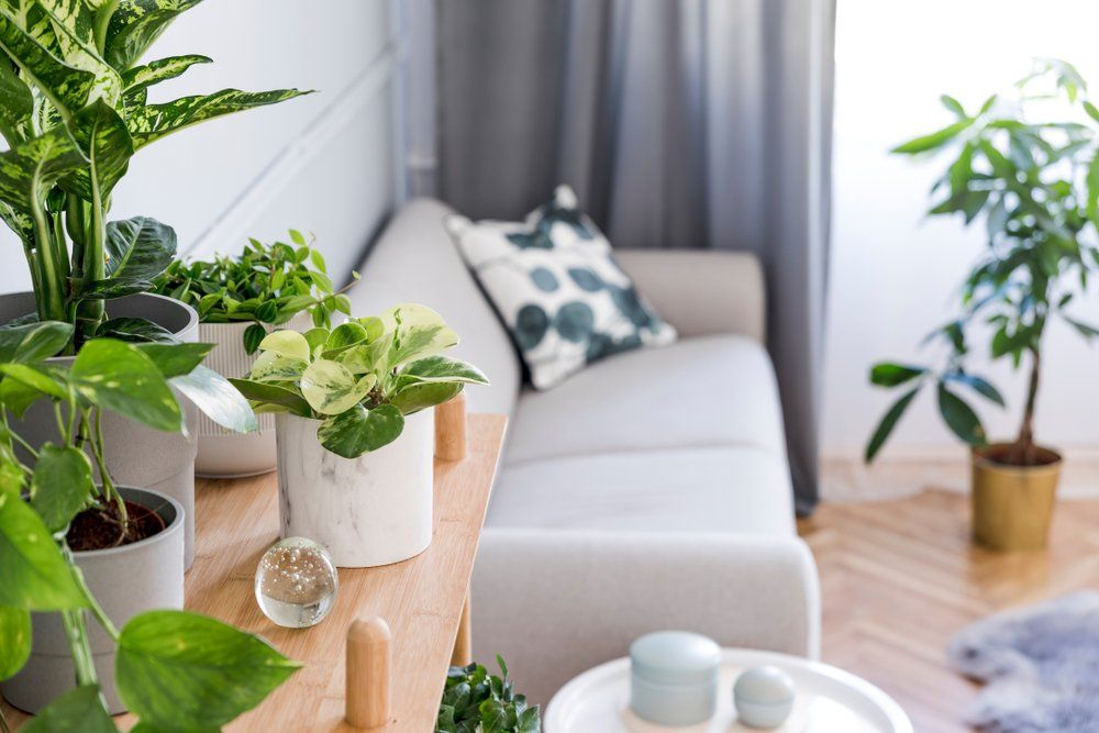 Stylish potted plants in a room