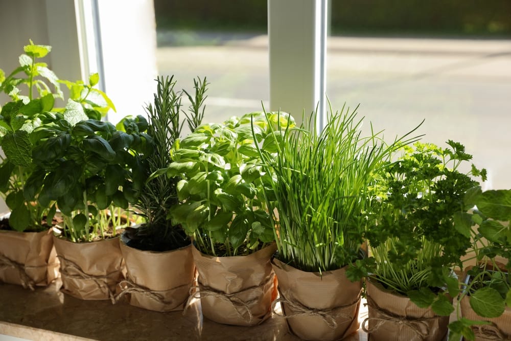 sacs d'herbes aromatiques dans une fenêtre