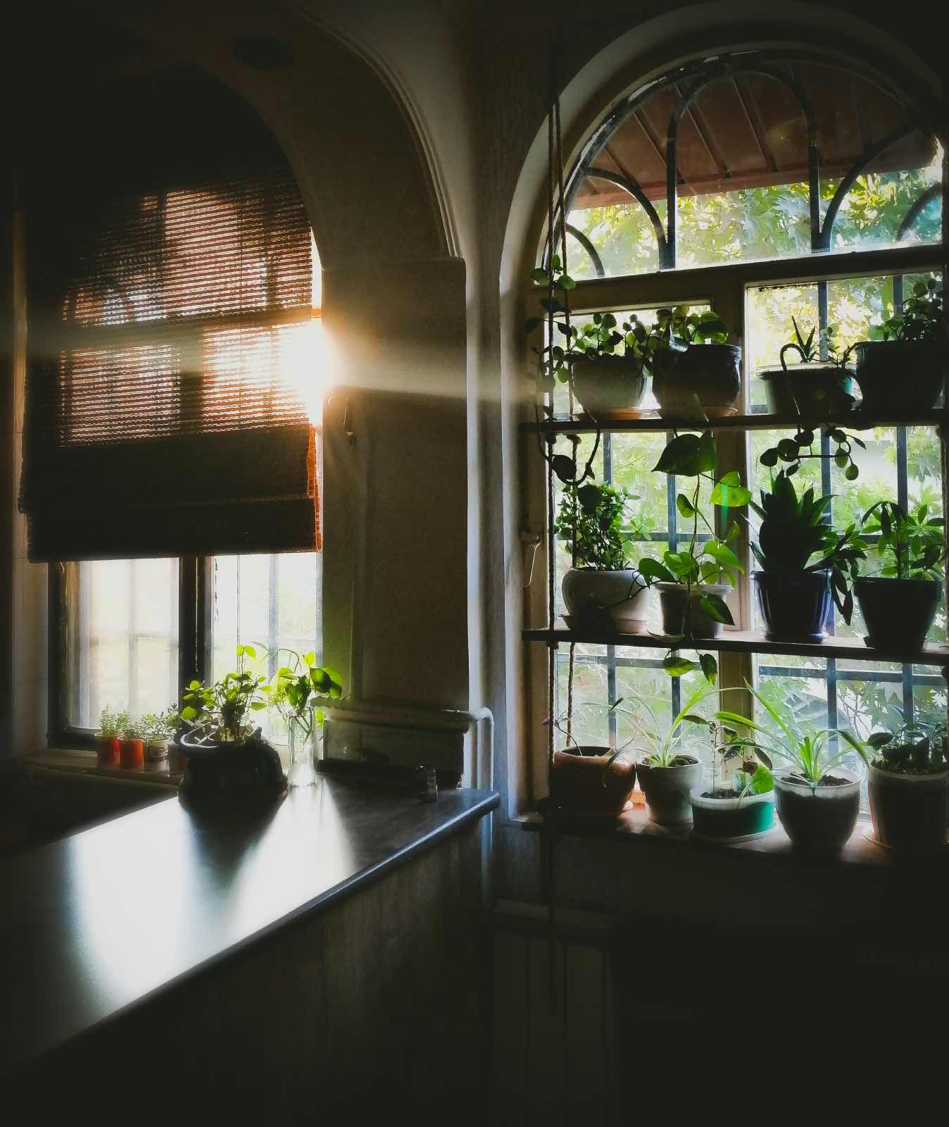 jardín urbano en casa con plantas en maceteros en la ventana