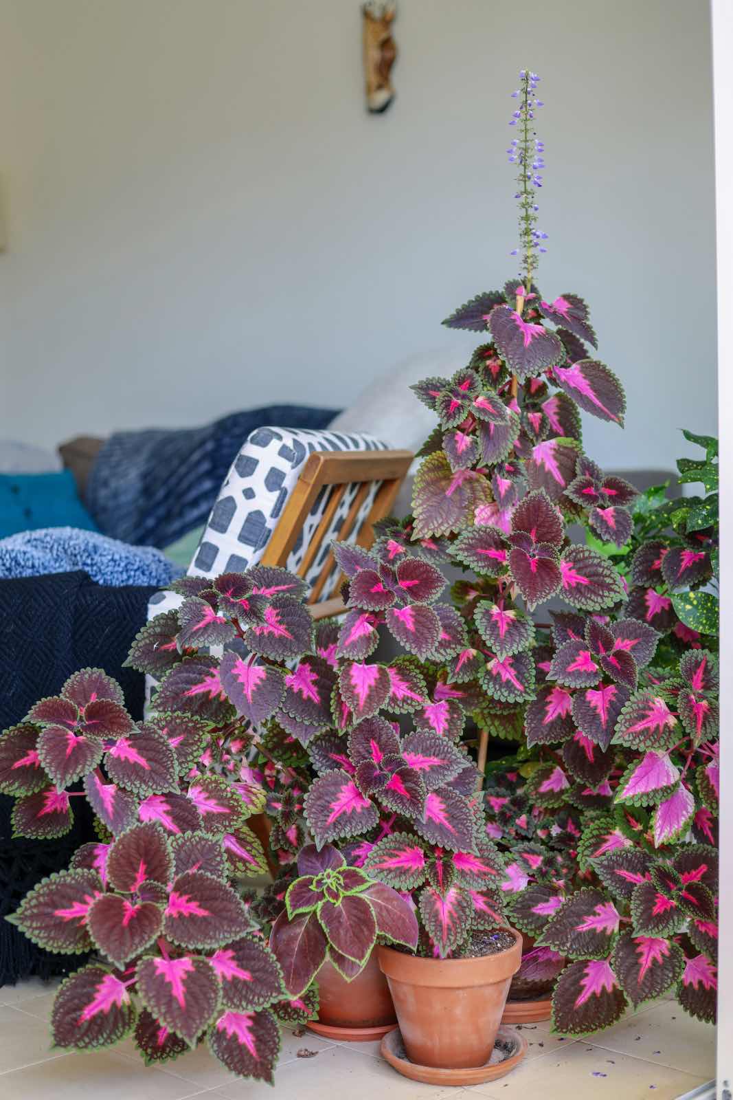 plantas de interior para jardín urbano en casa, plantas rosas