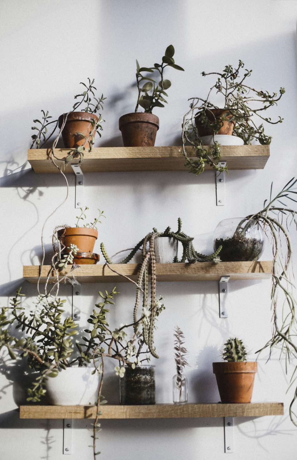 pared con plantas, cactus, suculenta en macetas