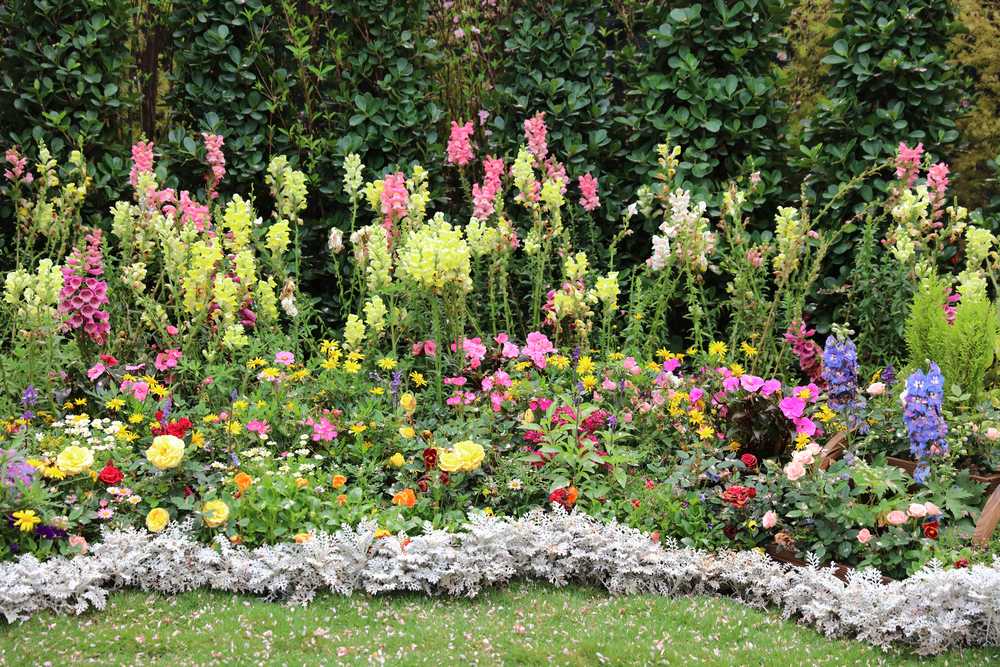 a bed of flowering plants 