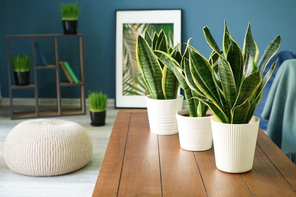 3 plantes serpent en pot sur une table dans une pièce aux murs bleus