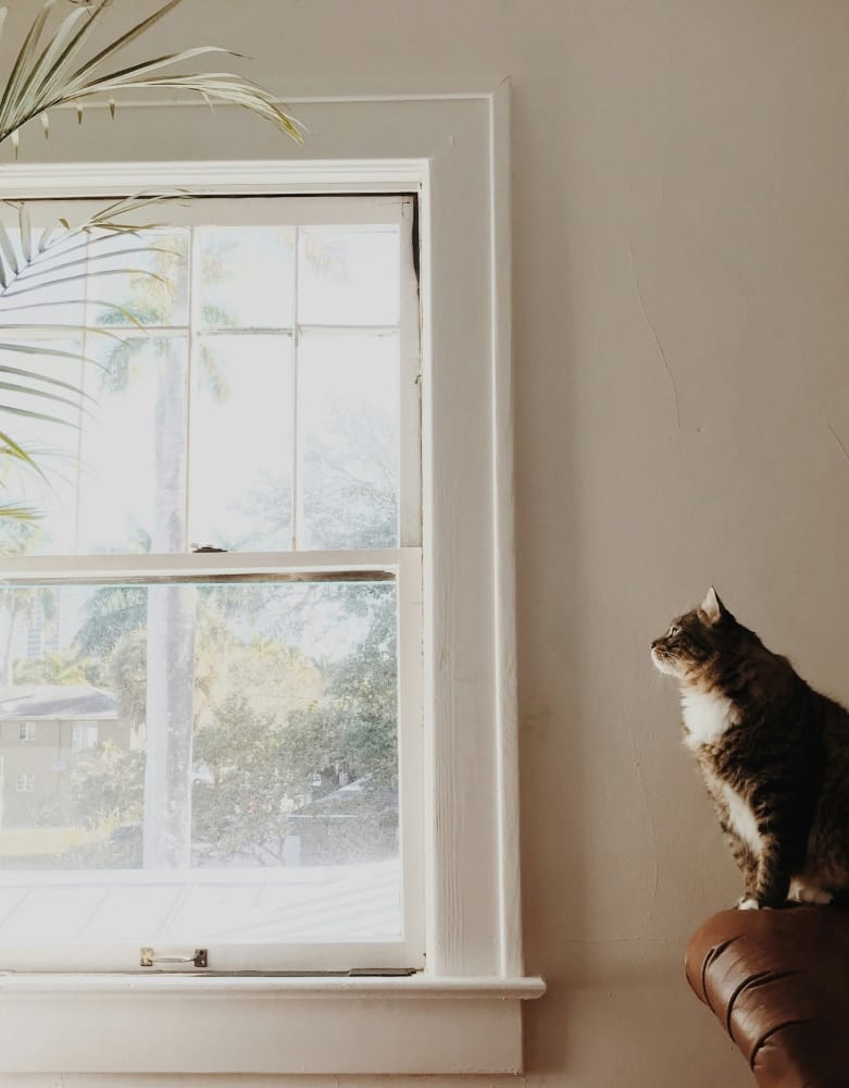 кошка смотрит в окно
