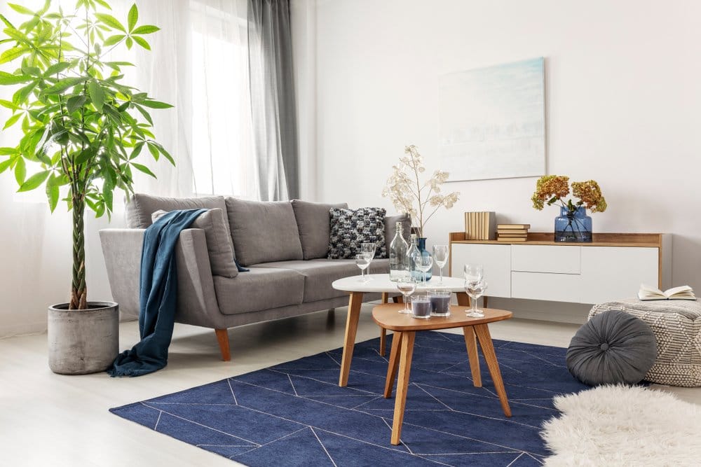 fashionable living room with scandinavian design and potted money tree