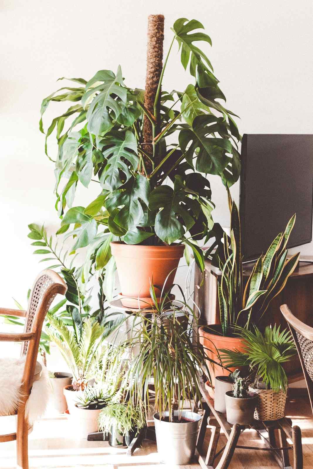 5 Best Low-Maintenance Plants for Busy Lives