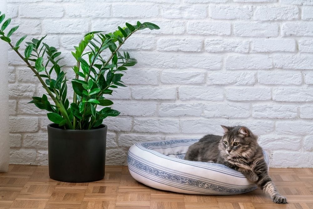 a potted zamia and a cat