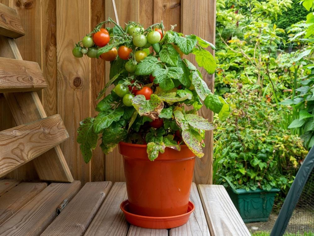 tomates cerises en pot