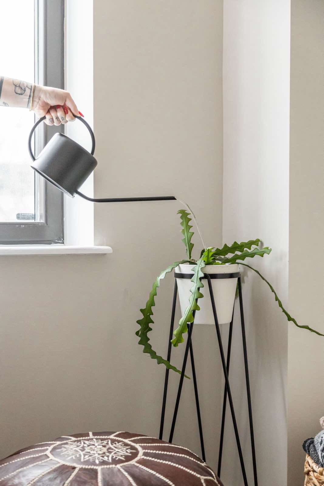 persona regando planta en casa, cuidado de plantas, riego