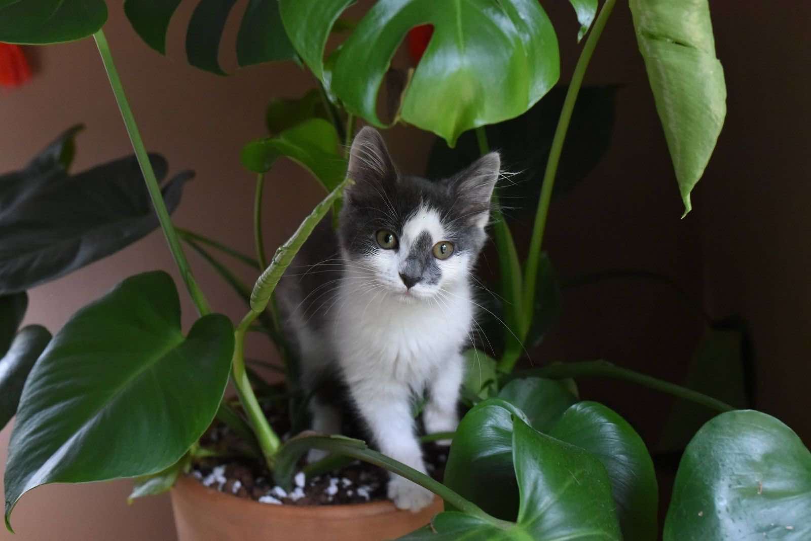 gato en planta en casa, cuidado de plantas de las mascotas