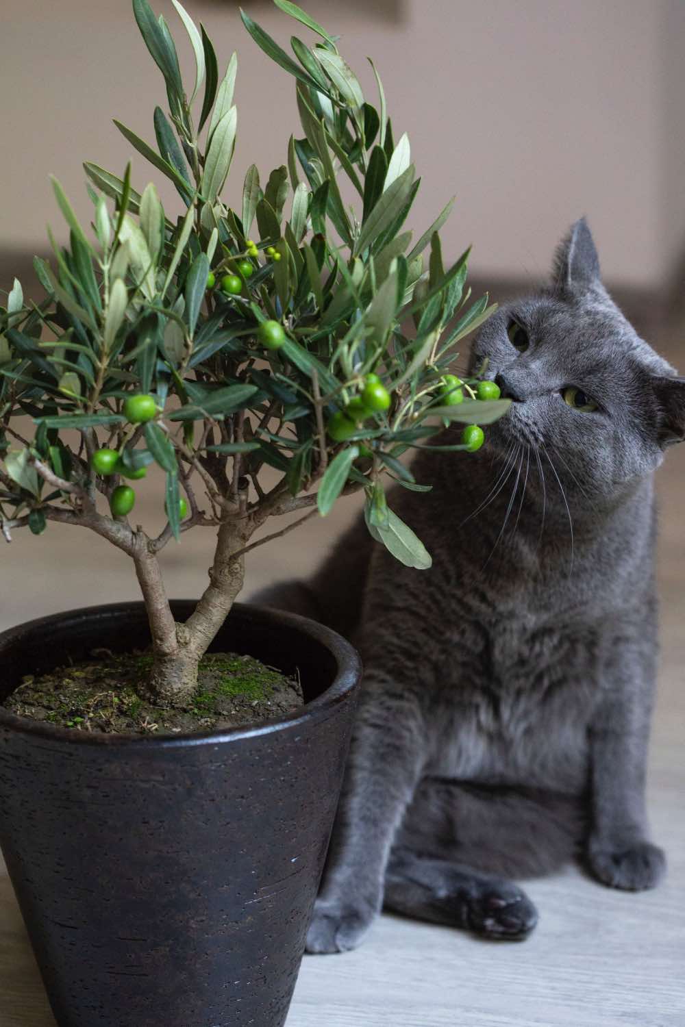 gato olisqueando planta, proteger plantas de los peligros, cuidado de plantas de casa