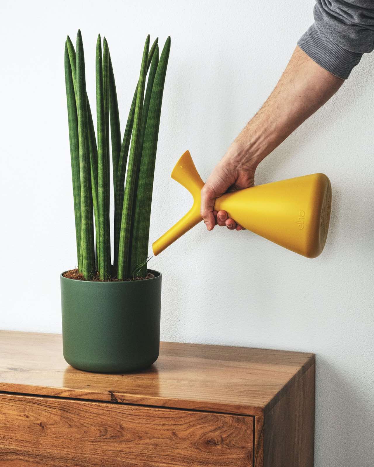 persona regando planta en casa con regadera amarilla, cuidado de plantas