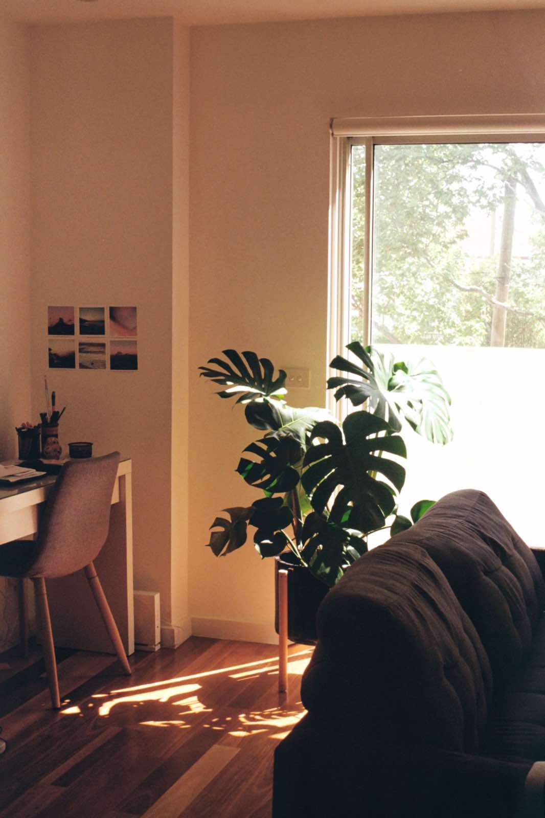 sala de estar con palmera grande y saludable, cuidado de plantas