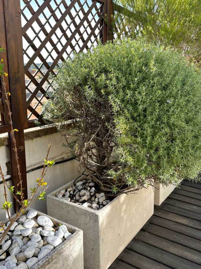 plantas en decoración de terrazas, maceteros de diseño