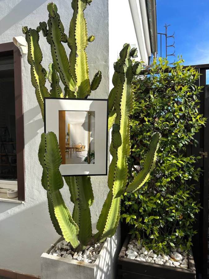 decoración de terrazas con plantas exóticas: cactus