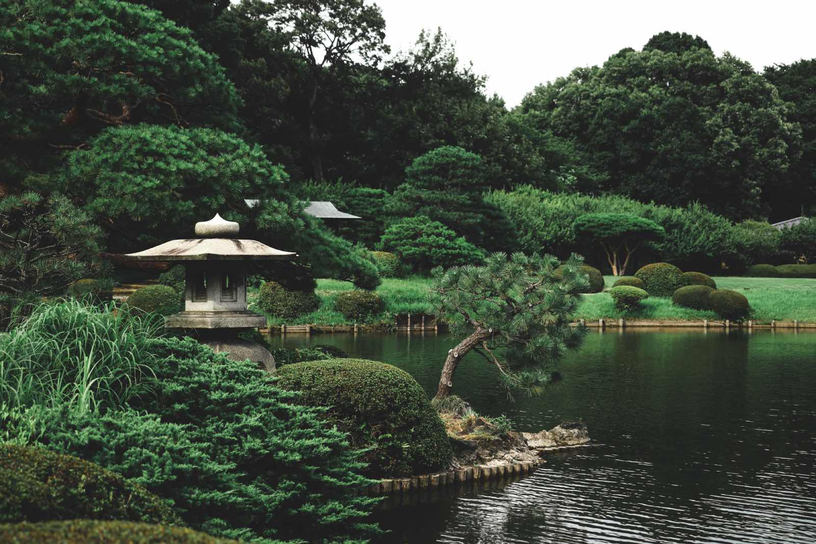 jardín japonés con estanque y plantas, árbol, pino