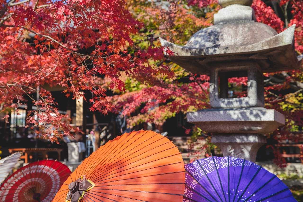 japanischer Ahorn und Sonnenschirme