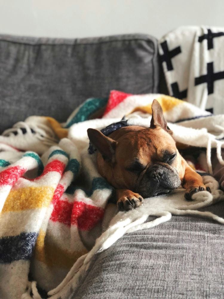 Sofá decorado com manta colorida e cachorro tirando uma soneca