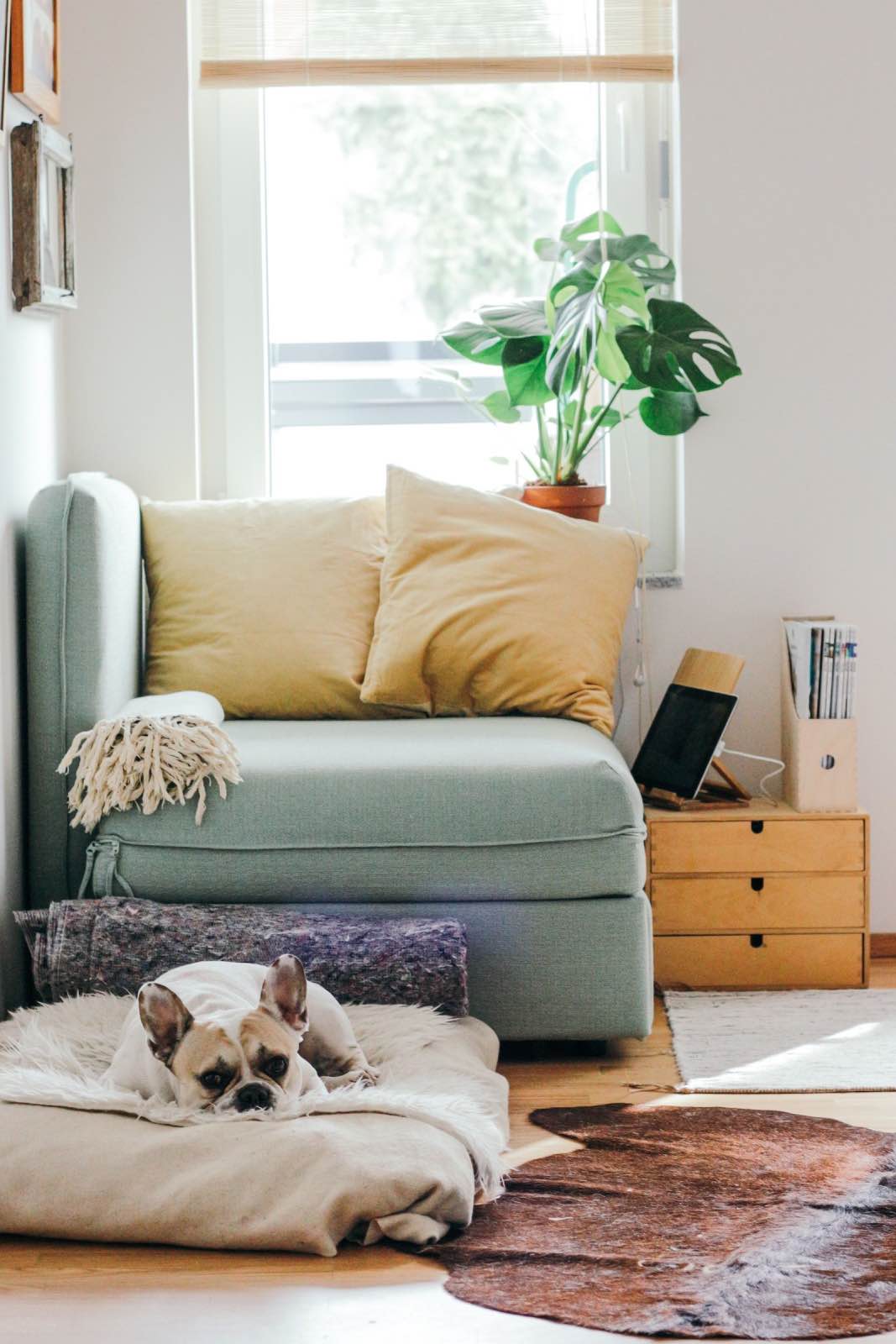 sala de estar con muebles de segunda mano sostenibles y perrito
