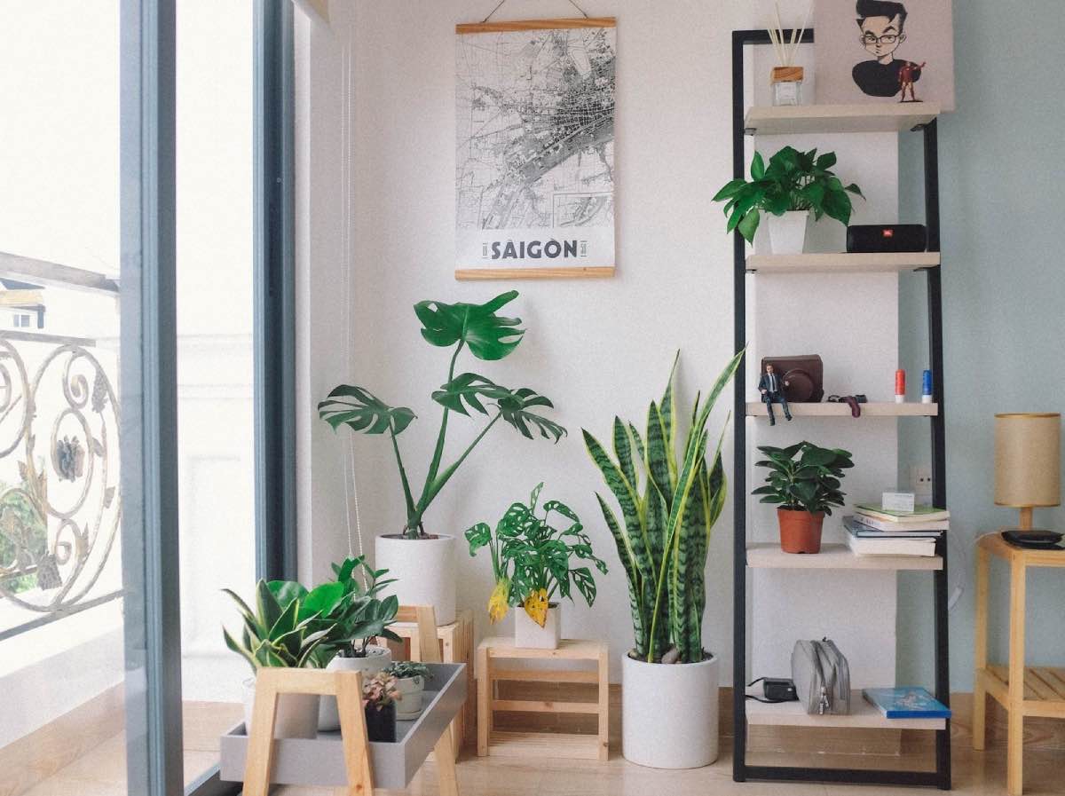 decoración sostenible con plantas en apartamento con ventanales