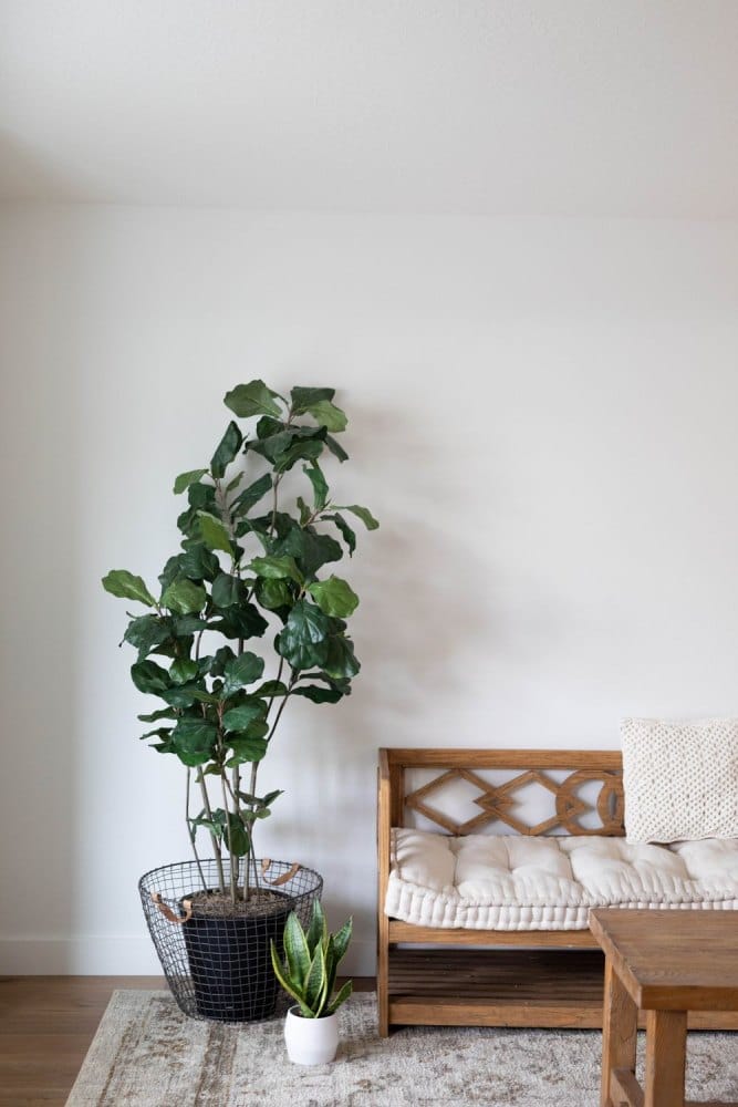 sala com linhas retas e planta natural usada para decoração