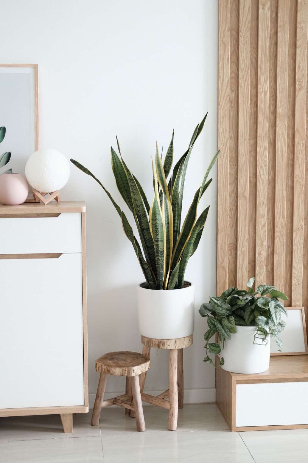 habitación de estilo escandinavo con muebles blanco y madera y plantas