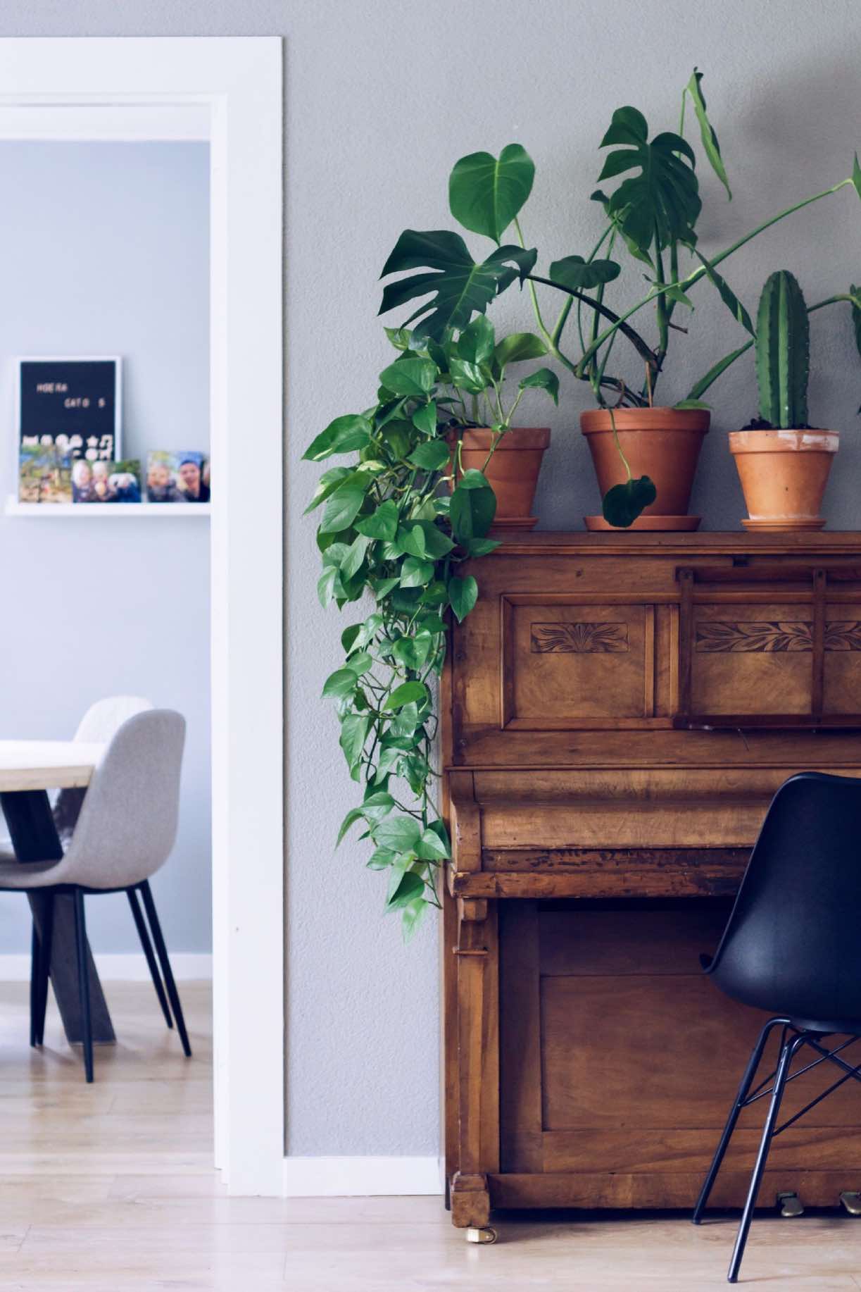 decoración de estilo escandinavo con plantas y muebles de madera