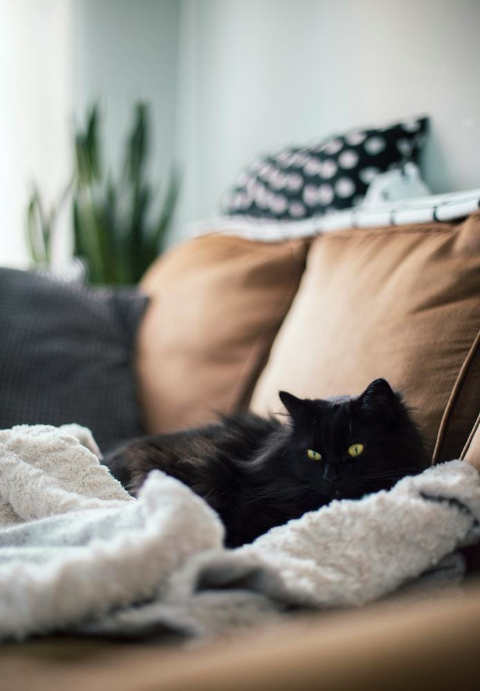 sofá marrom com manta bege e gato preto descansando em cima da manta