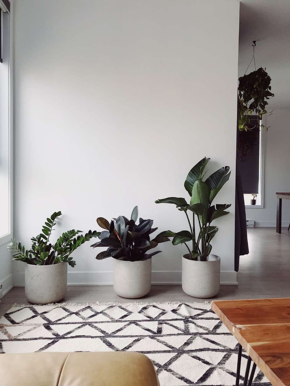 Decoração de sala com 3 tipos de plantas diferentes