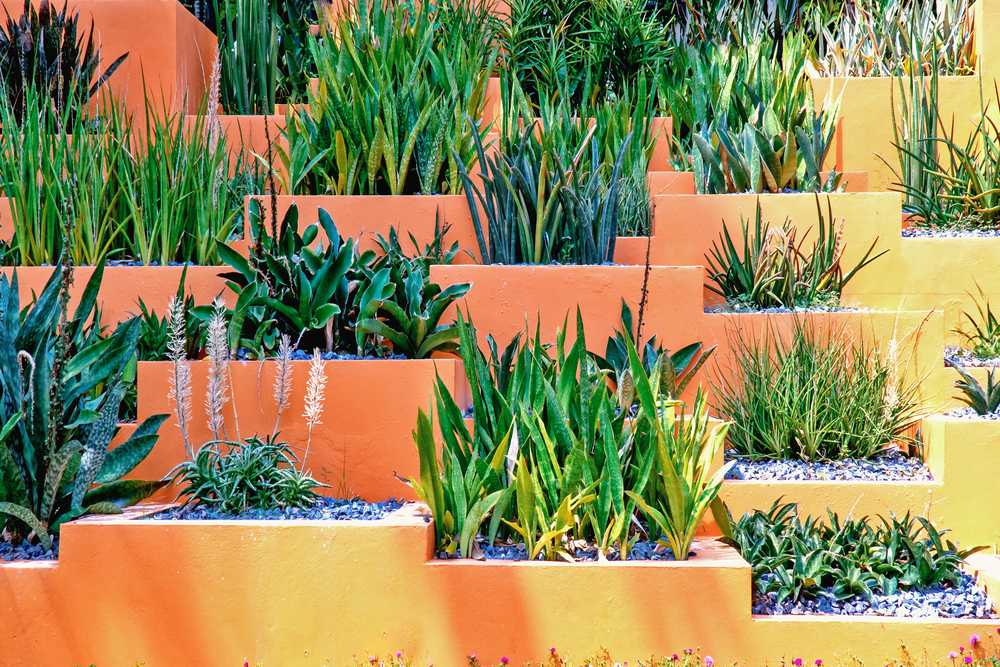 Cacti grow on a multi-tiered concrete flower bed