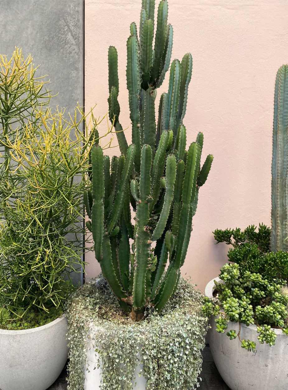 small garden design with cacti