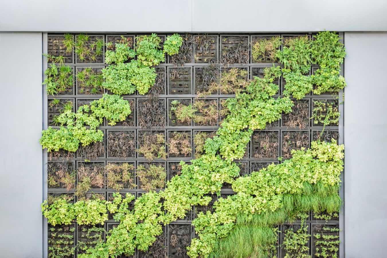 Small garden design with green walls, vertical gardens with plants