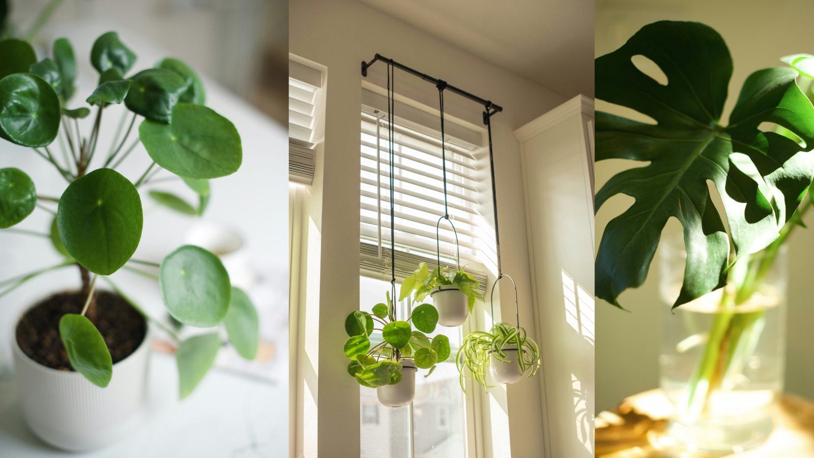 Plantas De Interior 15 Mejores Especies Para El Hogar Planner 5D