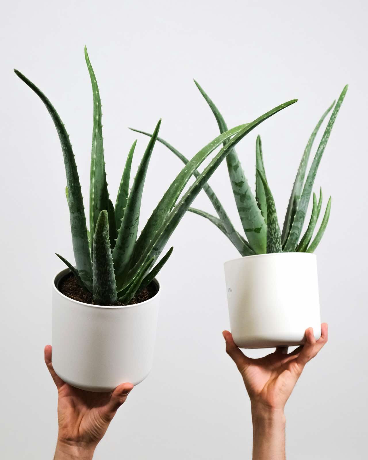 plantas en diseño de interiores, aloe vera