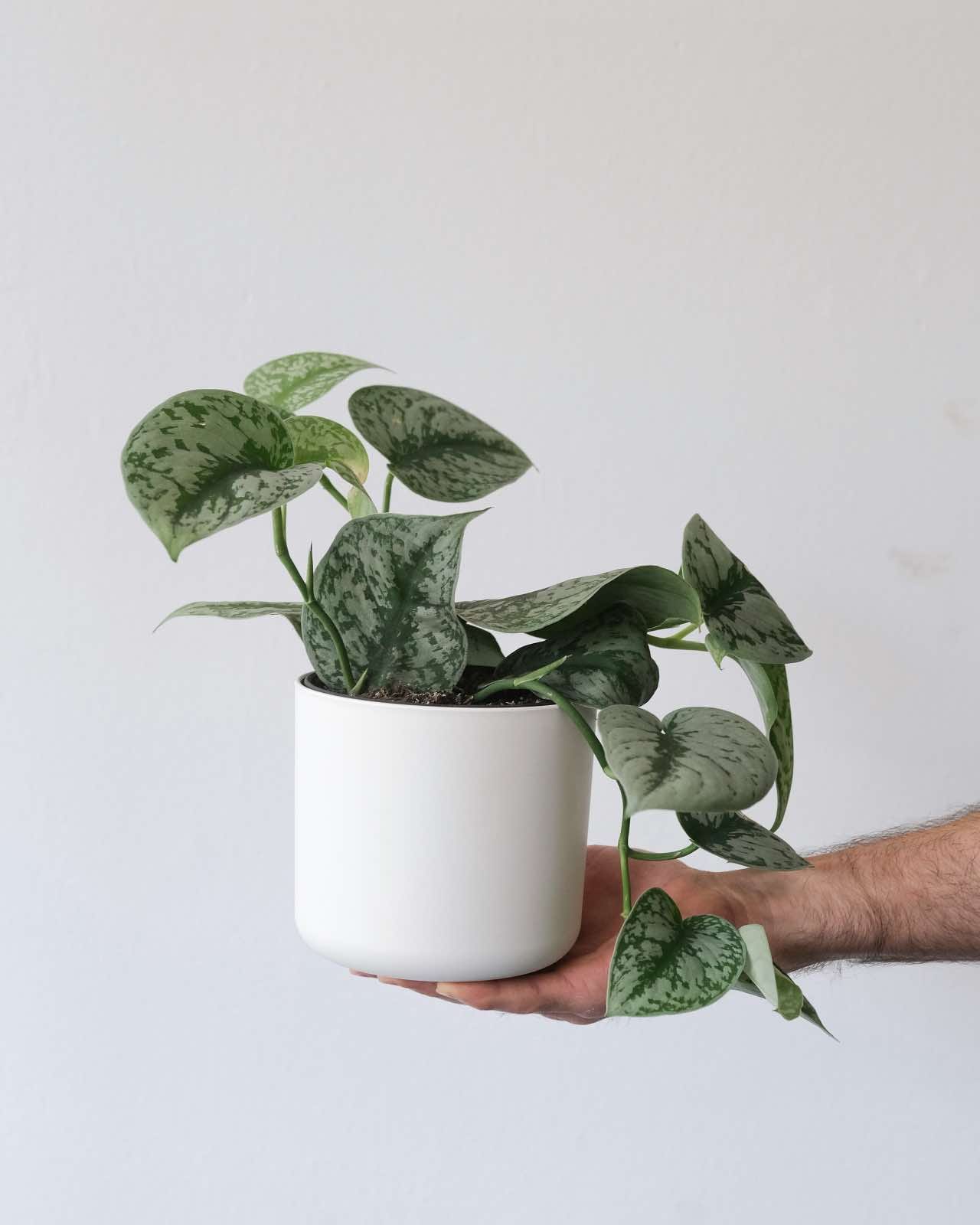 decoración con plantas de interior, pothos