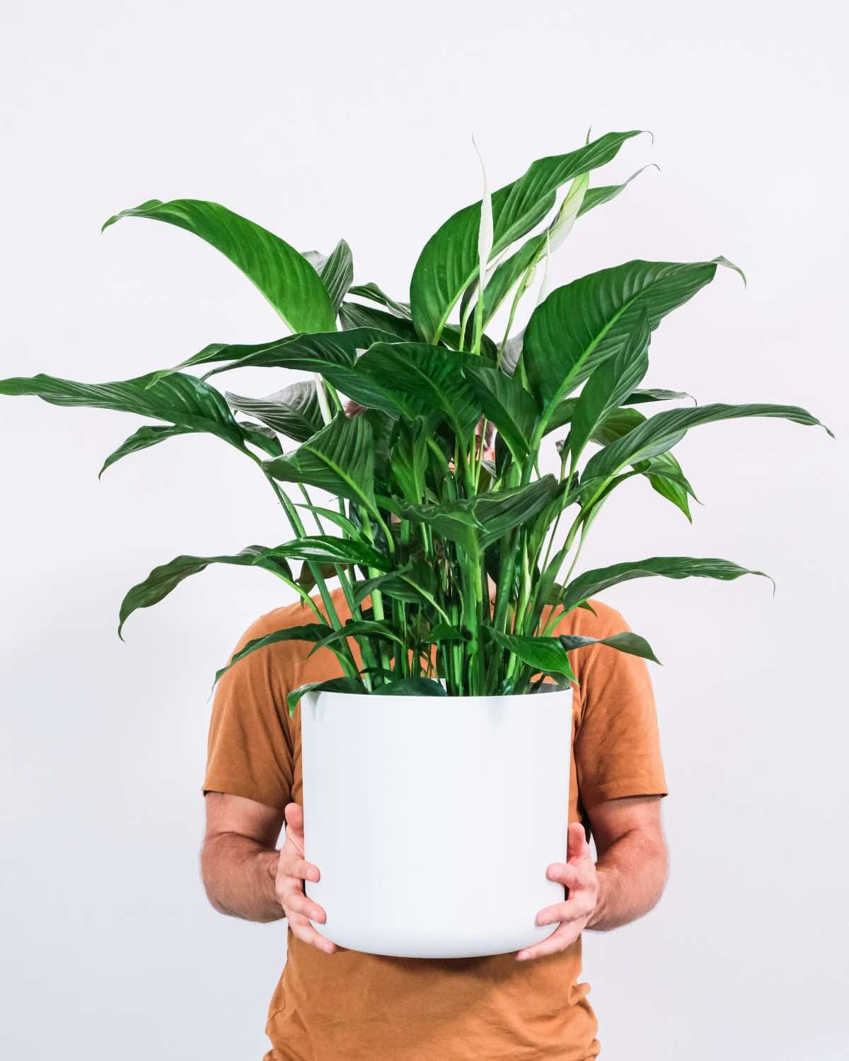 plantas de interior para decoración, lirio de la paz