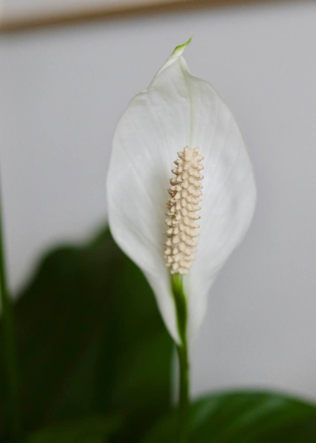 decoración con plantas de interiores, flor blanca del lirio de la paz