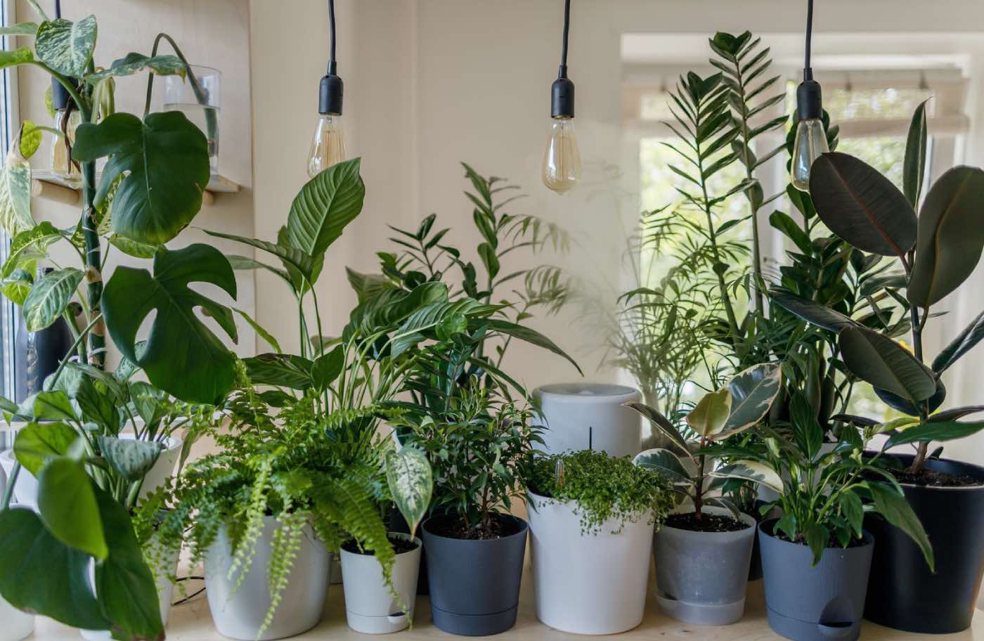 Plantas perfectas para tener en casa. 15 especies de plantas de interior