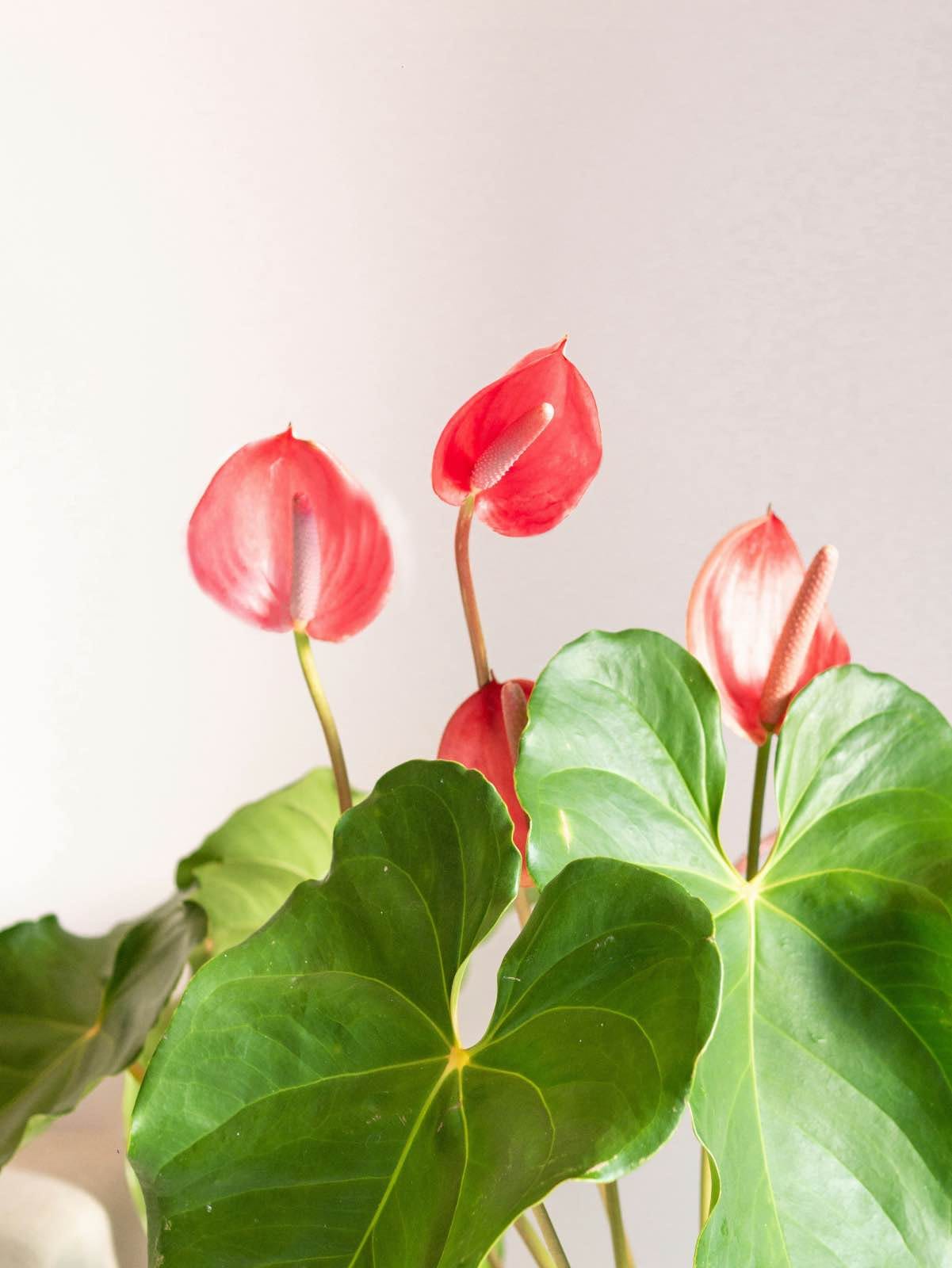 decoración con plantas de interior, anthurium