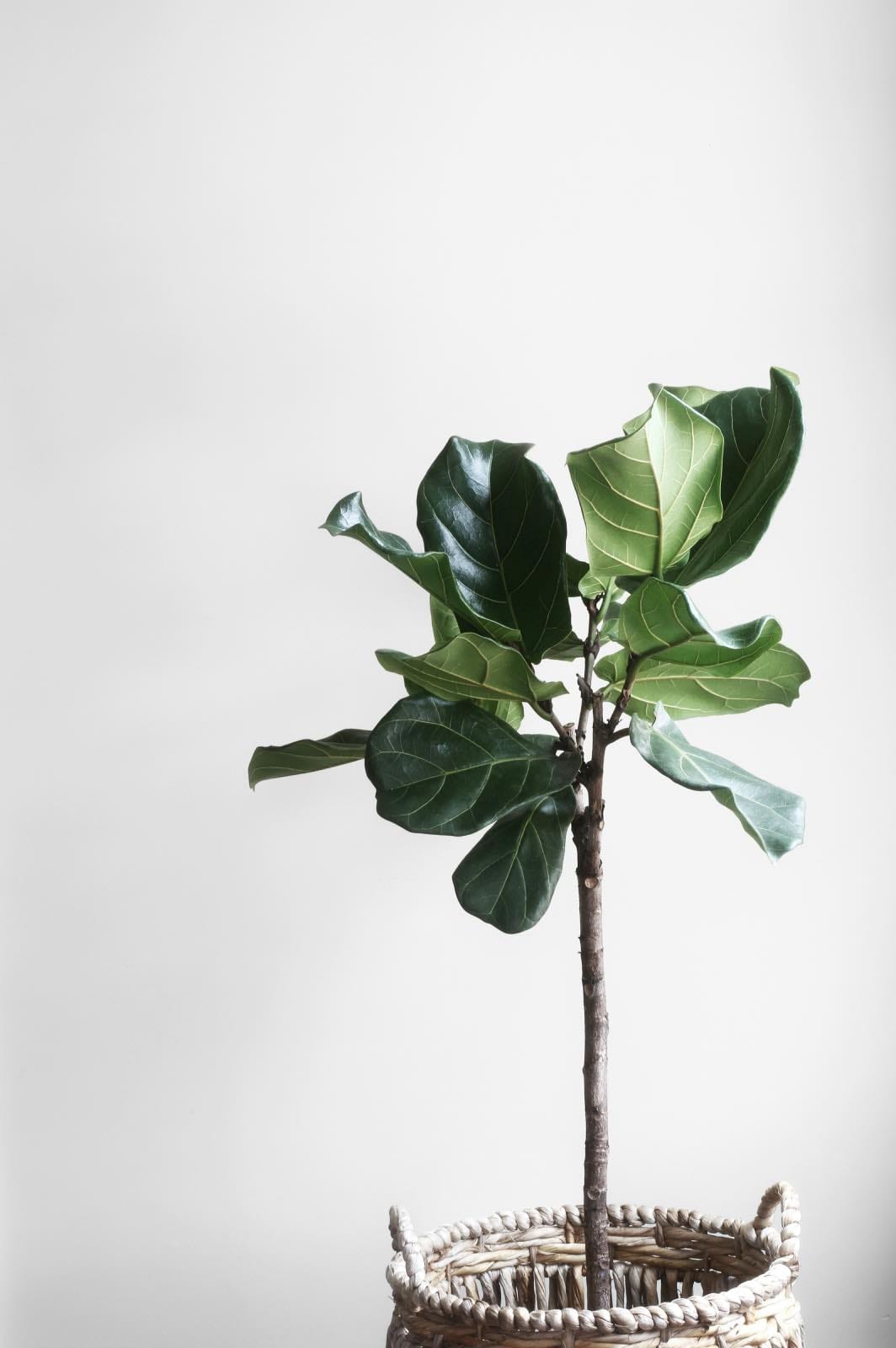 ficus lyrata, plantas de interior para decorar la casa